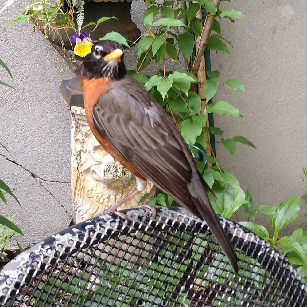 Meet your Posher, Daniela